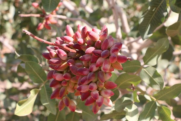 Des pistaches sur des branches de pistachier à Rafsanjan. Photo : Mona Kananian