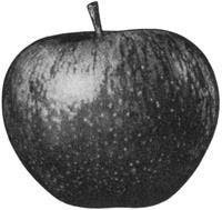 Image d'une pomme en noir et blanc